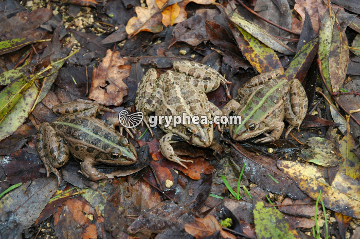 Grenouilles - gryphea.com